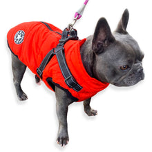 Load image into Gallery viewer, French bulldog winter jacket with built in harness

