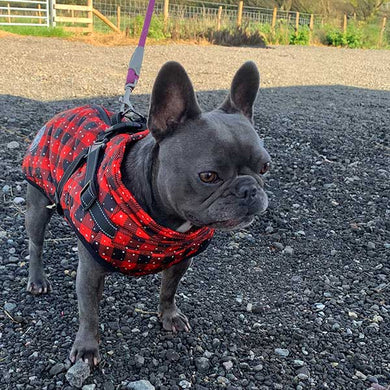 French bulldog coat with built in harness