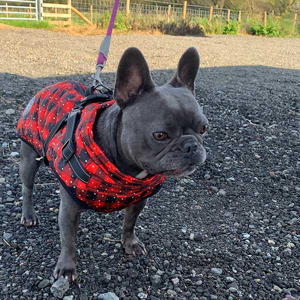 French bulldog coat with built in harness