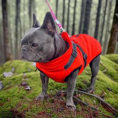 Frenchy in winter dog coat with built in harness