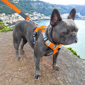 French Bulldog in 2-strap harness