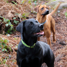 Load image into Gallery viewer, green leather dog collar uk
