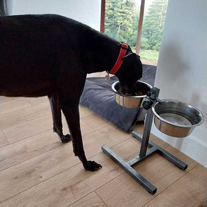 greyhound high feeding stand and bowls