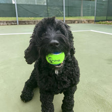 Load image into Gallery viewer, DryDogs Tennis Balls for Dogs
