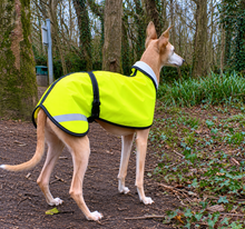 Load image into Gallery viewer, whippet Dog wearing a bright yellow jacket in a forest setting

