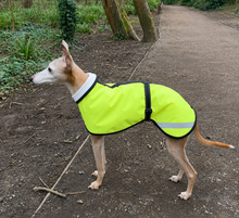 Load image into Gallery viewer, Whippet wearing a bright yellow reflective coat standing on a path in a natural setting.
