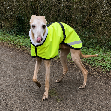dog coat large whippet Whippet High Visibility Dog Coat VK9 Whippet Warm Dog Winter Coat XL Deep  Teal
