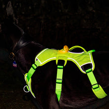 Load image into Gallery viewer, hi-vis reflective whippet greyhound harness at night
