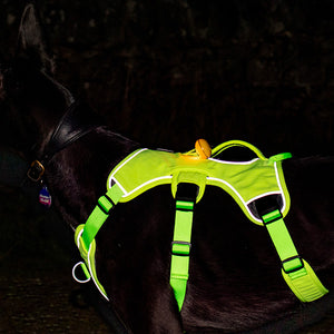 hi-vis reflective whippet greyhound harness at night