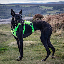 Load image into Gallery viewer, hi-vis reflective whippet greyhound harness
