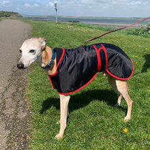 Load image into Gallery viewer, joey the whippet in DryDogs Vetra Sighthound Coat

