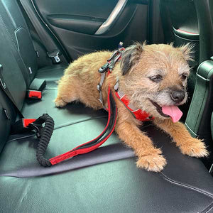 dog car seat belt connection with bungee - border terrier