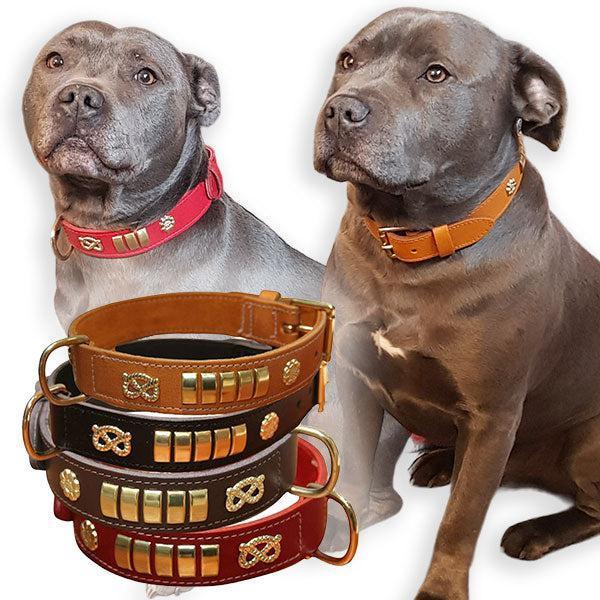 Staffordshire Bull Terrier Harness, Collar & Leather Lead Set - Chrome Finish (Size M)