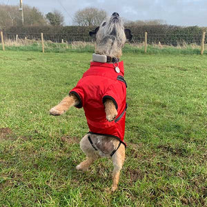 waterproof dog coat with chest protection