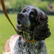 Load image into Gallery viewer, Mustard Leather Dog Roll Collar
