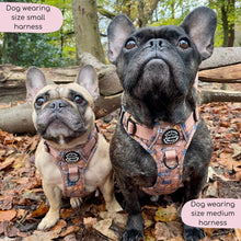 Load image into Gallery viewer, Disney Dogs Collection: Harnesses / Collars / Leads