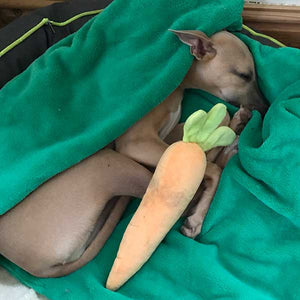 Cosy green blanket whippet bed