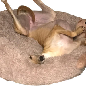 oatmeal donut bed greyhound