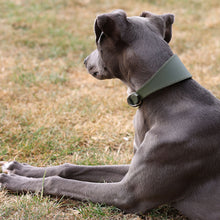 Load image into Gallery viewer, A gray dog lying on dry grass wearing an olive green leather collar with a silver metal ring.
