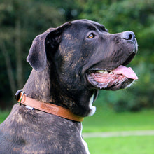 Load image into Gallery viewer, Premium quality padded leather dog collar
