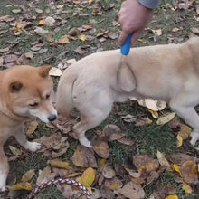 Load and play video in Gallery viewer, shedding blade dog for grooming long haired breeds
