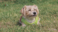 Load and play video in Gallery viewer, Viva Collars / Harnesses / Leads Collection