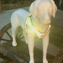 Load and play video in Gallery viewer, super reflective best dog harness at dusk
