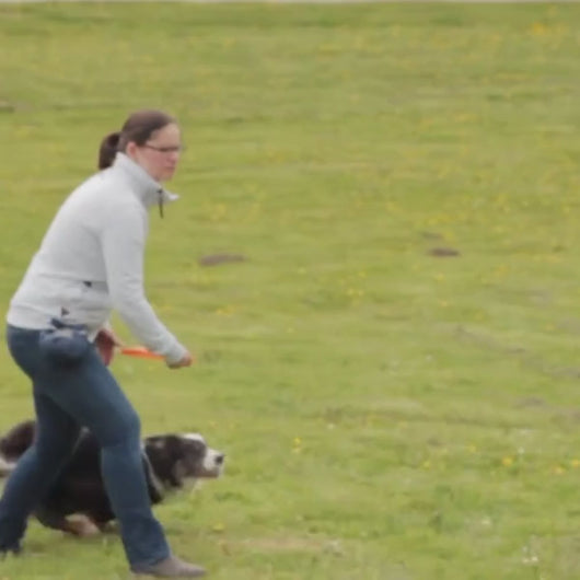 Tournament grade flying dog disc video