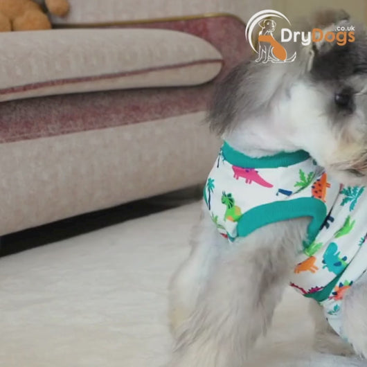 video showing post surgery dog recovery suit