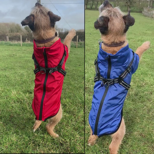 video - lightweight dog coat with harness hole