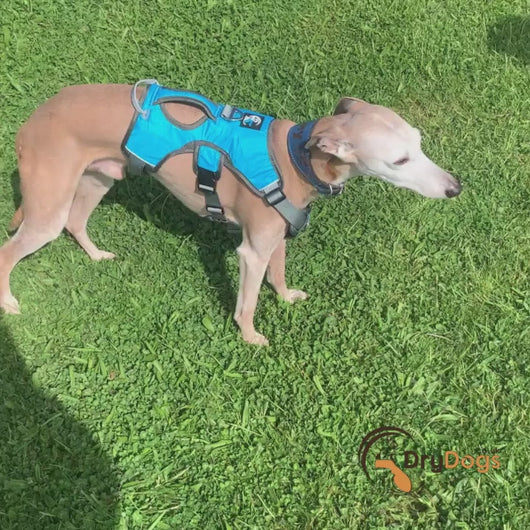 whippet coat with harness hole, lightweight for summer showers