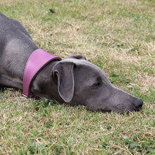 Load image into Gallery viewer, A gray dog lying on grass wearing a wide, purple fishtail collar.
