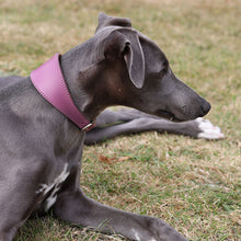 Load image into Gallery viewer, A gray dog lying on grass wearing a wide, padded purple collar with a small gold-toned metal buckle.

