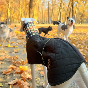 black whippet coat