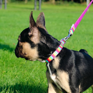 rainbow dog collars and leads sets