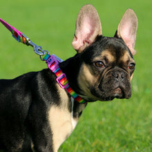 Load image into Gallery viewer, rainbow dog collars and leads sets
