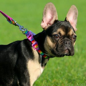 rainbow dog collars and leads sets