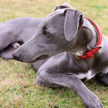 Load image into Gallery viewer, A gray dog lying on grass wearing a bright red collar.
