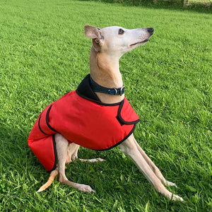 red vetra greyhound coat for winter from drydogs