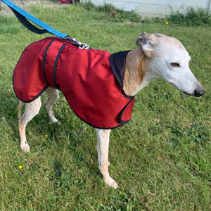 sighthound coat for summer with harness hole