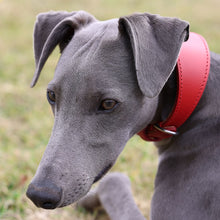 Load image into Gallery viewer, A close-up of a gray dog wearing a bright red collar outdoors on a grassy background.
