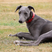 Load image into Gallery viewer, A gray dog lying on a grassy field, wearing a red collar.
