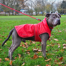 Load image into Gallery viewer, A gray dog standing on a grassy park lawn wearing a bright red dog coat and leash.
