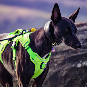 willow wearing hi-vis reflective whippet greyhound harness