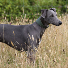 Load image into Gallery viewer, A greyhound dog standing in a field of dry grass, wearing a dark green collar.

