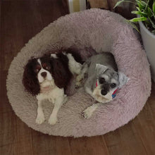 Load image into Gallery viewer, Schnauzer and Chocolate Spaniel in donut bed
