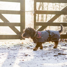 Load image into Gallery viewer, Hermy Dachshund Coat with Leg Straps
