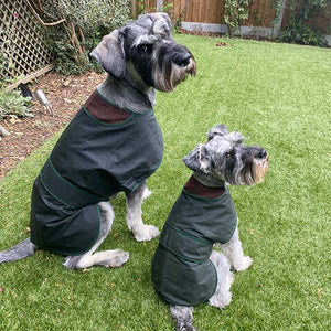 schnauzer dog coats