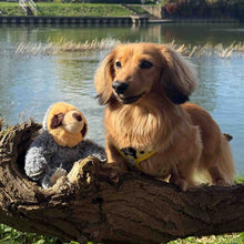 Load image into Gallery viewer, Plush Animal Toys with Squeak
