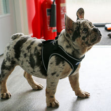 Load image into Gallery viewer, Viva Step-In Breathable Dog Harness
